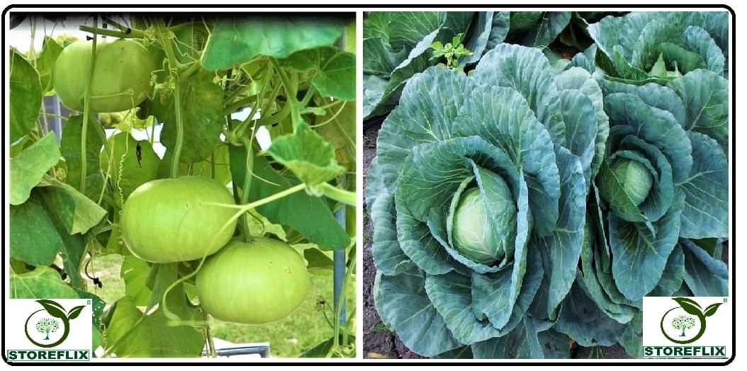     			bottle gourd round 25 seeds and cabbage 100 seeds pack with user manual for home kitchen gardening use