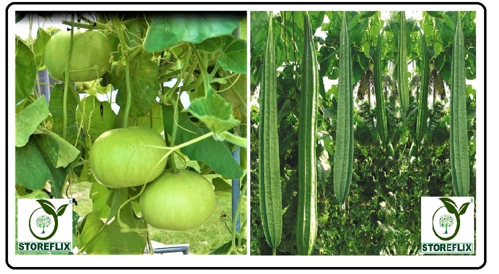     			bottle gourd round 25 seeds and taroi dhardaar 20 seeds pack with user manual for home kitchen gardening use