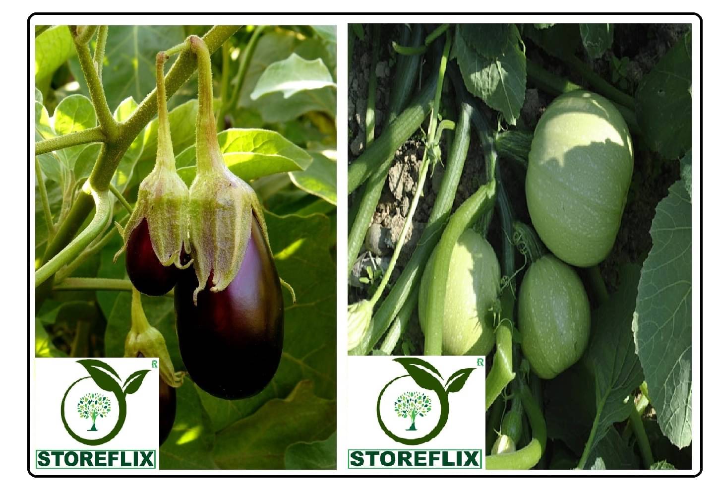     			brinjal egg round 100 seeds and squash round 10 seeds pack with user manual for home kitchen gardening use