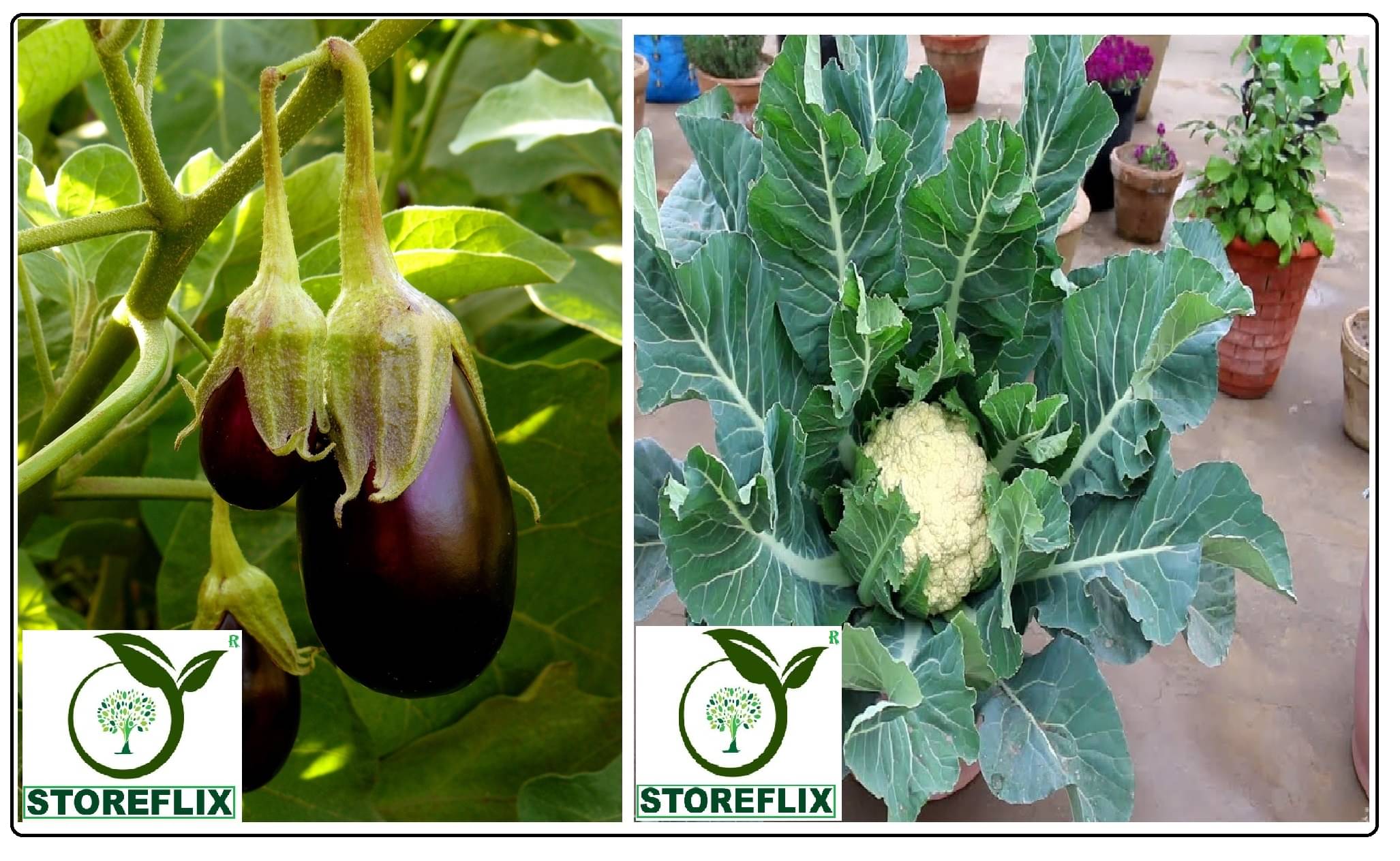 brinjal egg round 100 seeds and cauliflower 100 seeds pack with user manual for home kitchen gardening use brinjal egg round 100 seeds and cauliflower 100 seeds pack with user manual for home kitchen gardening use