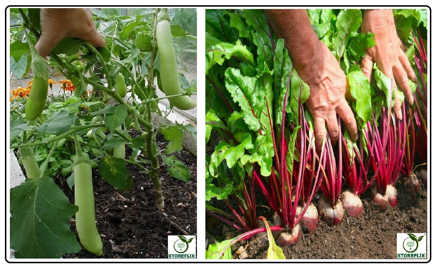 brinjal green long and beetroot 100-100 seeds pack with user manual for home kitchen gardening use brinjal green long and beetroot 100-100 seeds pack with user manual for home kitchen gardening use