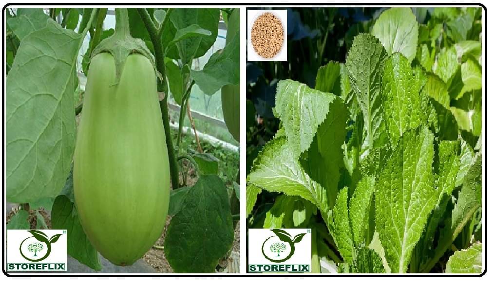 brinjal green round 100 seeds and white mustard 200 seeds pack with user manual for home kitchen gardening use brinjal green round 100 seeds and white mustard 200 seeds pack with user manual for home kitchen gardening use