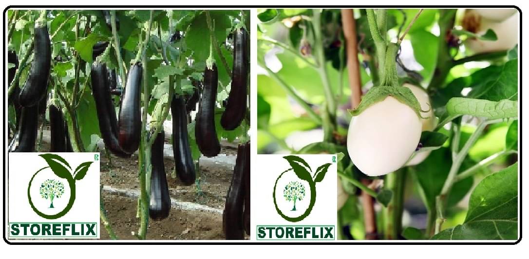     			brinjal purple long 100 seeds and brinjal white round 100 seeds pack with user manual for home kitchen gardening use