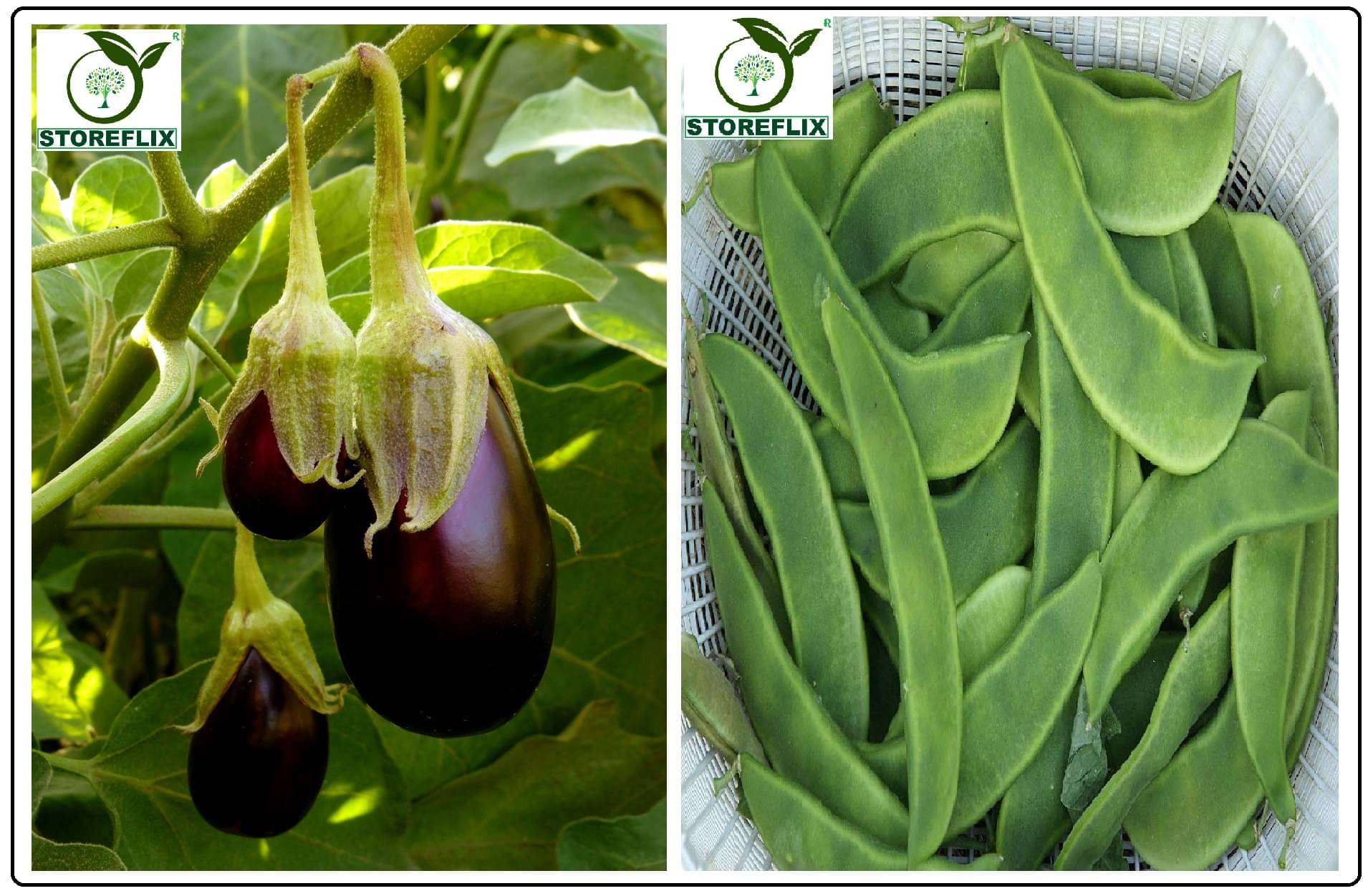 brinjal purple round 100 seeds and sem phali 20 seeds pack with user manual for home kitchen gardening use     			brinjal purple round 100 seeds and sem phali 20 seeds pack with user manual for home kitchen gardening use