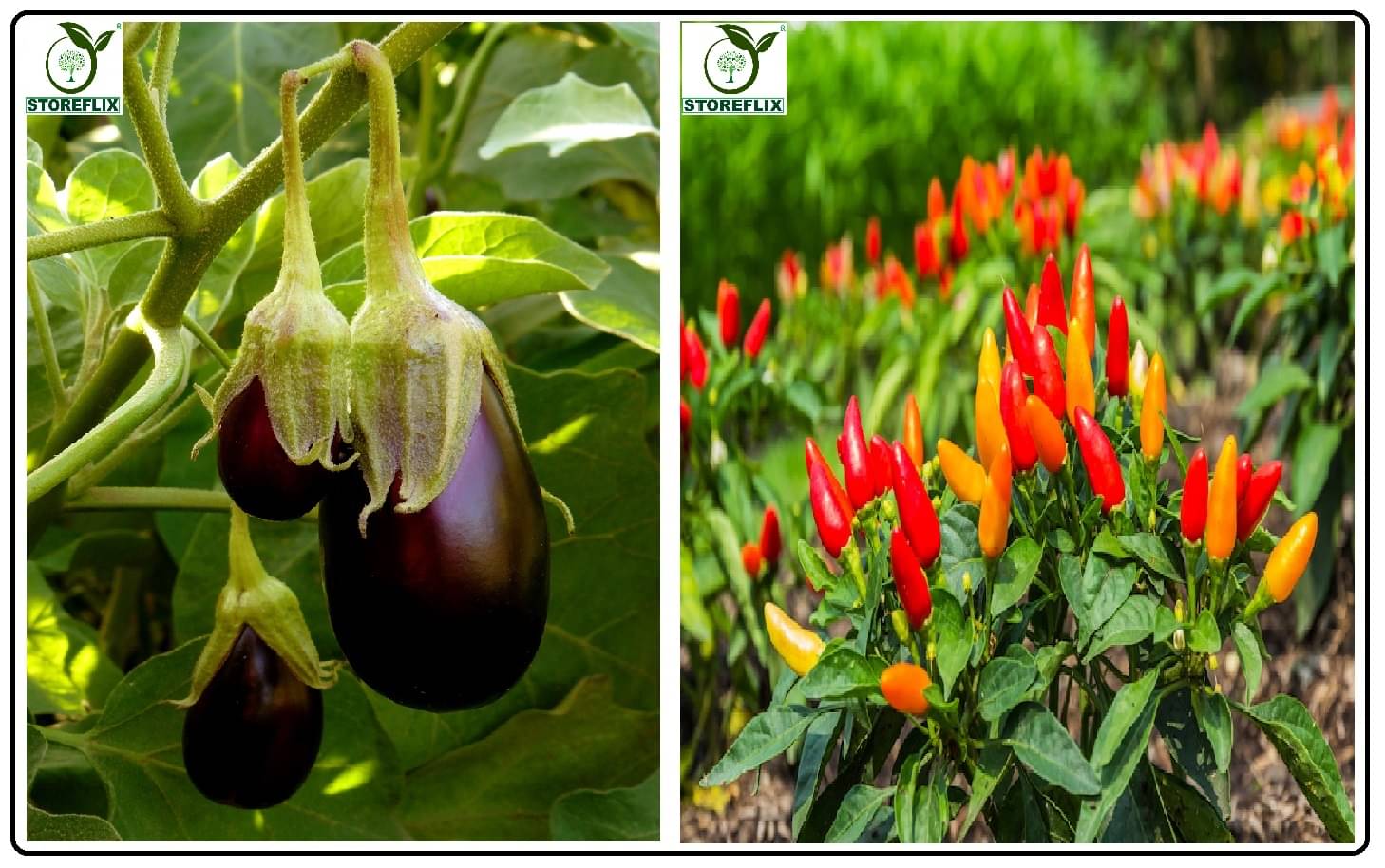 brinjal purple round 100 seeds and pepper chilli 50 seeds pack with user manual for home kitchen gardening use brinjal purple round 100 seeds and pepper chilli 50 seeds pack with user manual for home kitchen gardening use