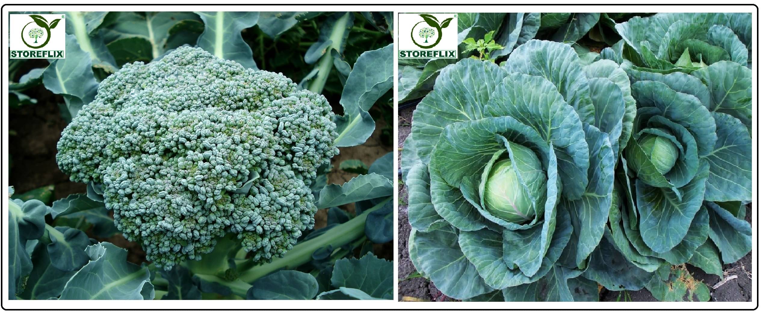 broccoli 50 seeds and cabbage 100 seeds pack with user manual for home kitchen gradening use broccoli 50 seeds and cabbage 100 seeds pack with user manual for home kitchen gradening use
