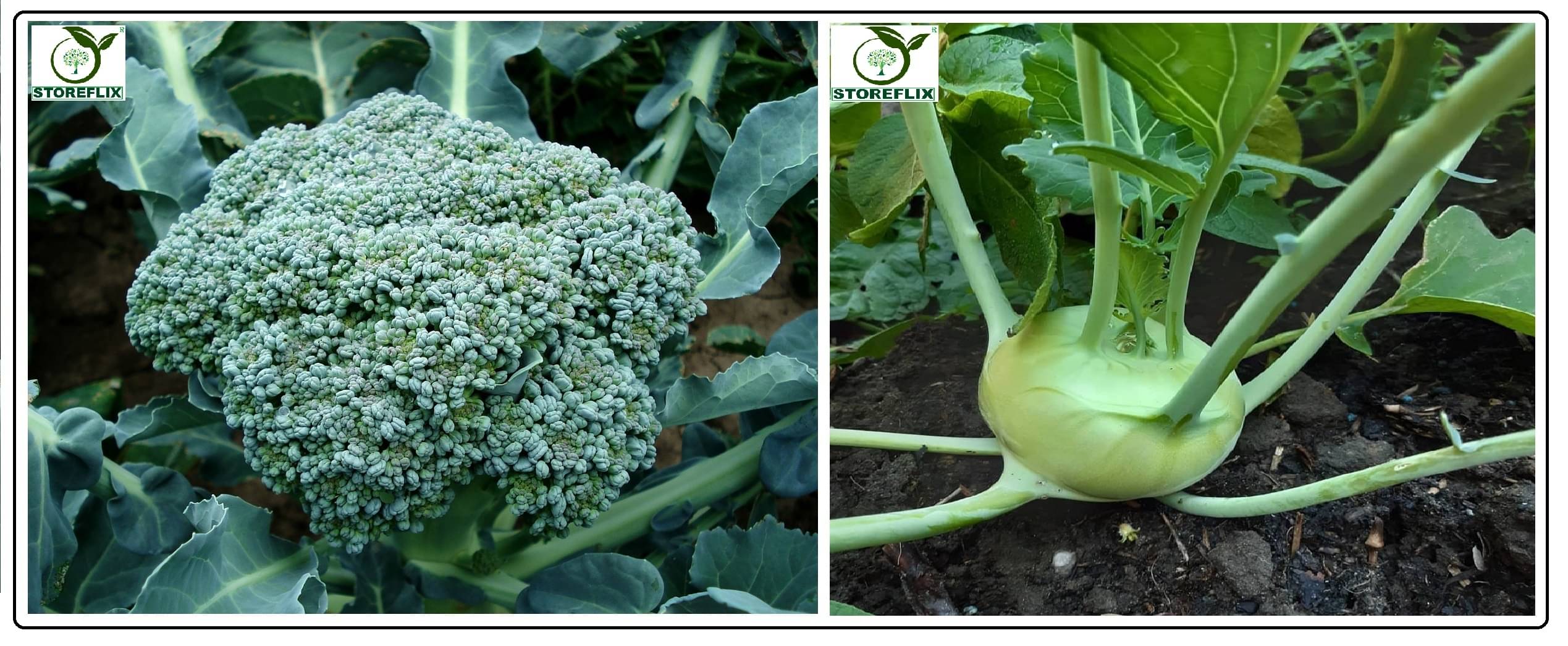 broccoli 50 seeds and knol khol 50 seeds pack with user manual for home kitchen gradening use     			broccoli 50 seeds and knol khol 50 seeds pack with user manual for home kitchen gradening use