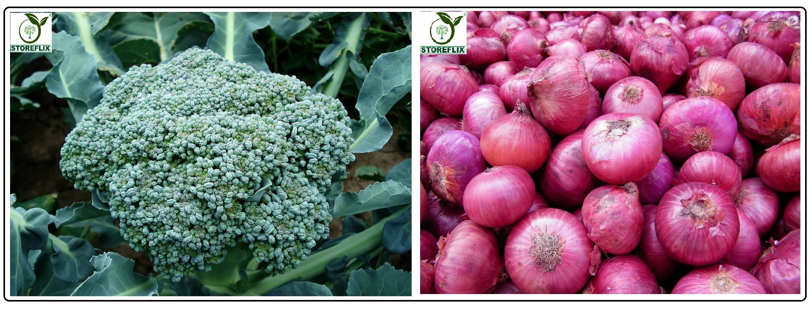 broccoli 50 seeds and onnion red 200 seeds pack with user manual for home kitchen gradening use broccoli 50 seeds and onnion red 200 seeds pack with user manual for home kitchen gradening use