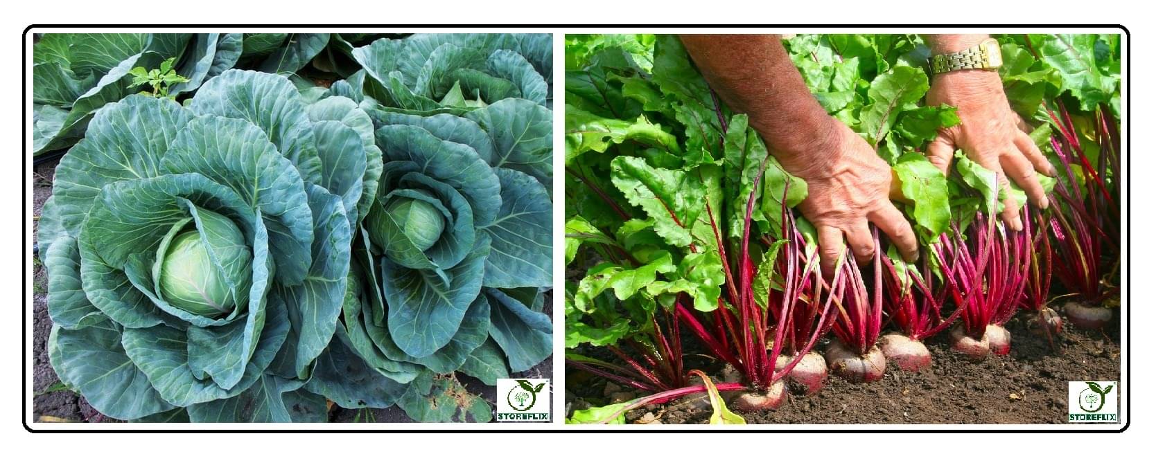     			cabbage 100 seeds and beetroot 100  seeds pack with user manual for home kitchen gradening use
