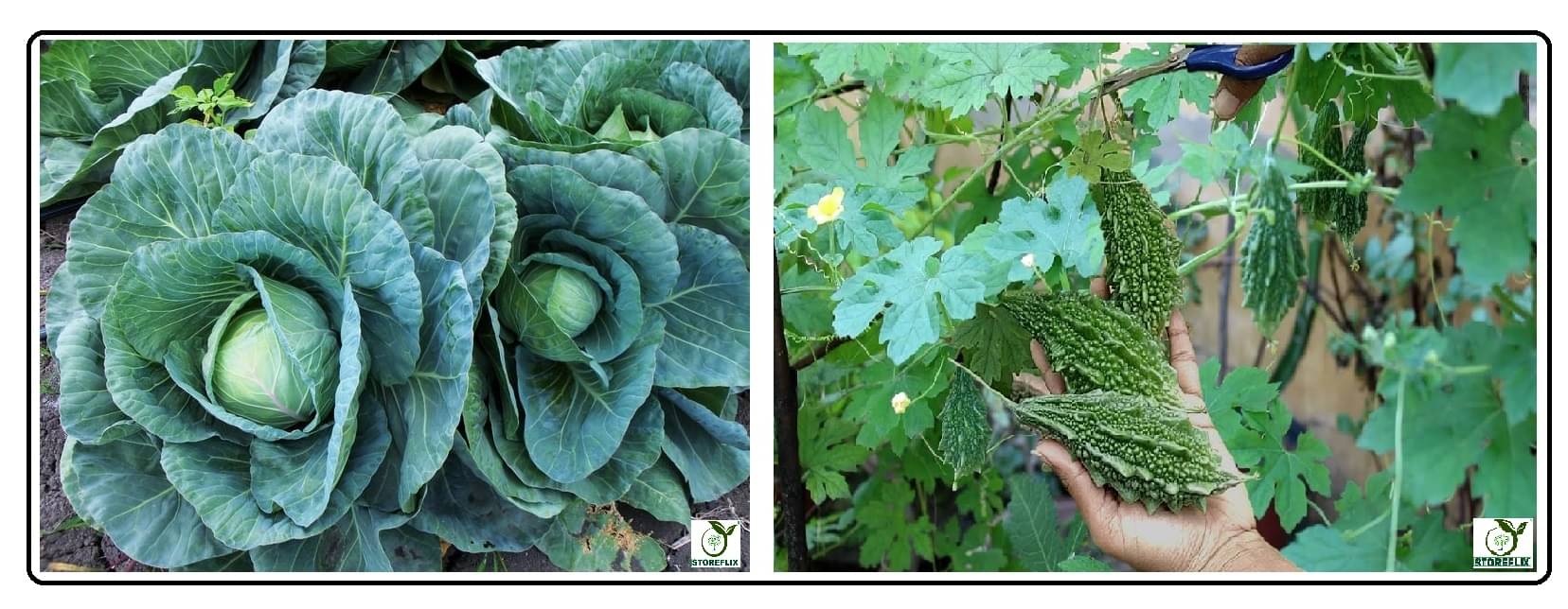 cabbage 100 seeds and bitter gourd 25 seeds pack with user manual for home kitchen gradening use cabbage 100 seeds and bitter gourd 25 seeds pack with user manual for home kitchen gradening use