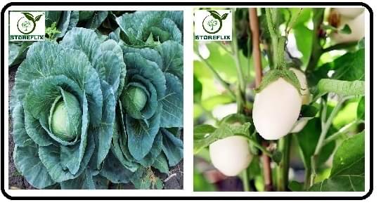     			cabbage 100 seeds and brinjal white round 100  seeds pack with user manual for home kitchen gradening use