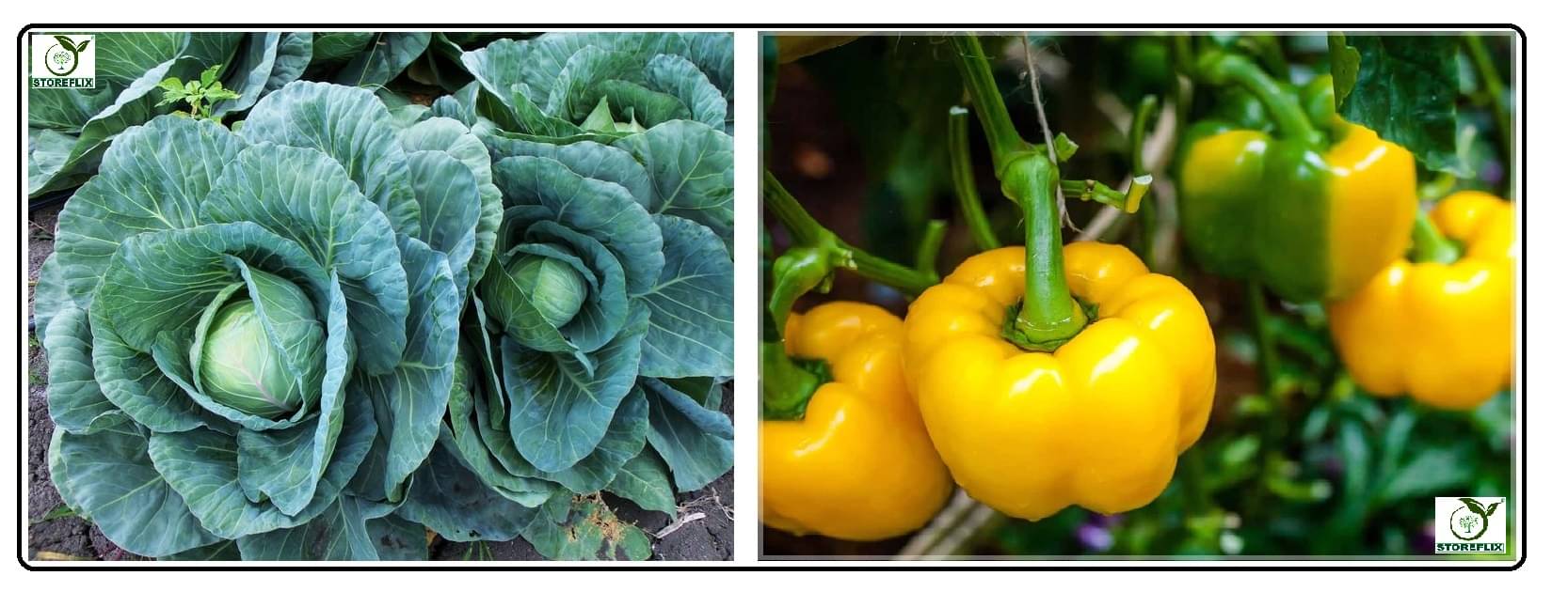 cabbage 100 seeds and capsicum yellow 50 seeds pack with user manual for home kitchen gradening use cabbage 100 seeds and capsicum yellow 50 seeds pack with user manual for home kitchen gradening use