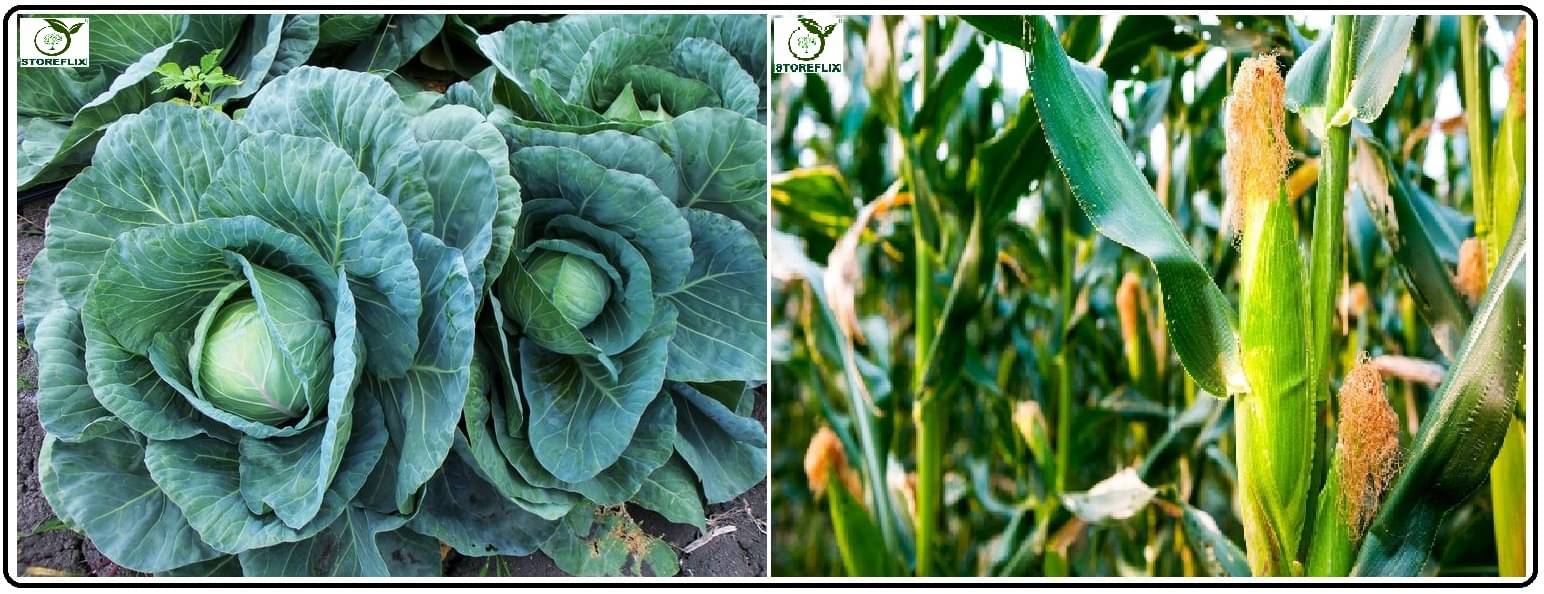 cabbage 100 seeds and corn 100 seeds pack with user manual for home kitchen gradening use cabbage 100 seeds and corn 100 seeds pack with user manual for home kitchen gradening use