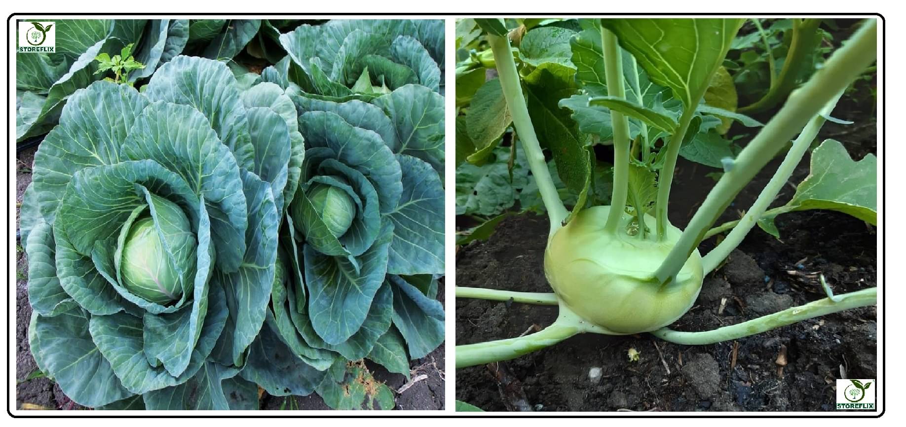 cabbage 100 seeds and knol khol 50 seeds pack with user manual for home kitchen gradening use cabbage 100 seeds and knol khol 50 seeds pack with user manual for home kitchen gradening use