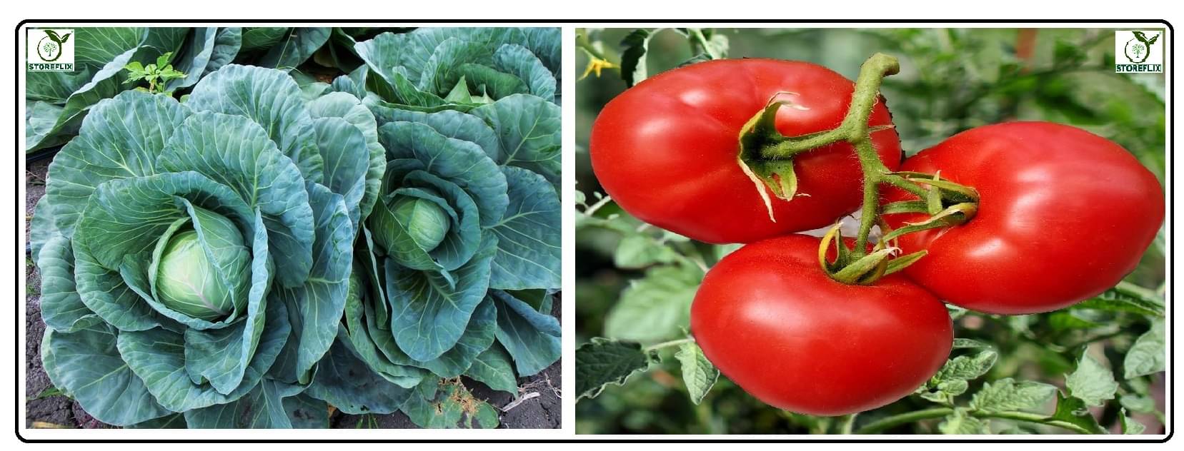 cabbage 100 seeds and tomato 100 seeds seeds pack with user manual for home kitchen gradening use cabbage 100 seeds and tomato 100 seeds seeds pack with user manual for home kitchen gradening use