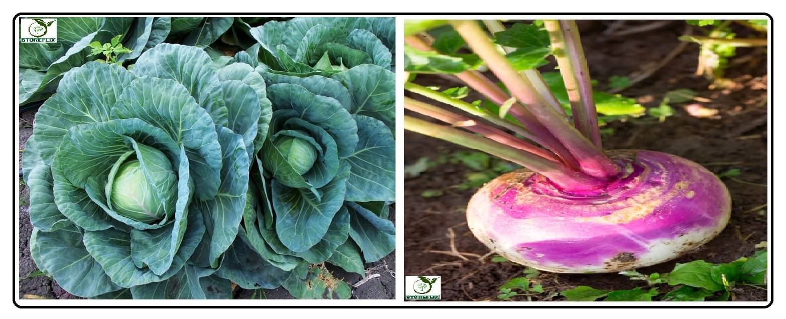     			cabbage 100 seeds and turnip 50  seeds pack with user manual for home kitchen gradening use
