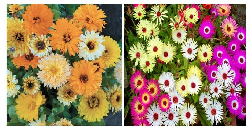 calendula flower 20 seeds and ice flower 50  seeds pack with free cocopeat and user manual     			calendula flower 20 seeds and ice flower 50  seeds pack with free cocopeat and user manual