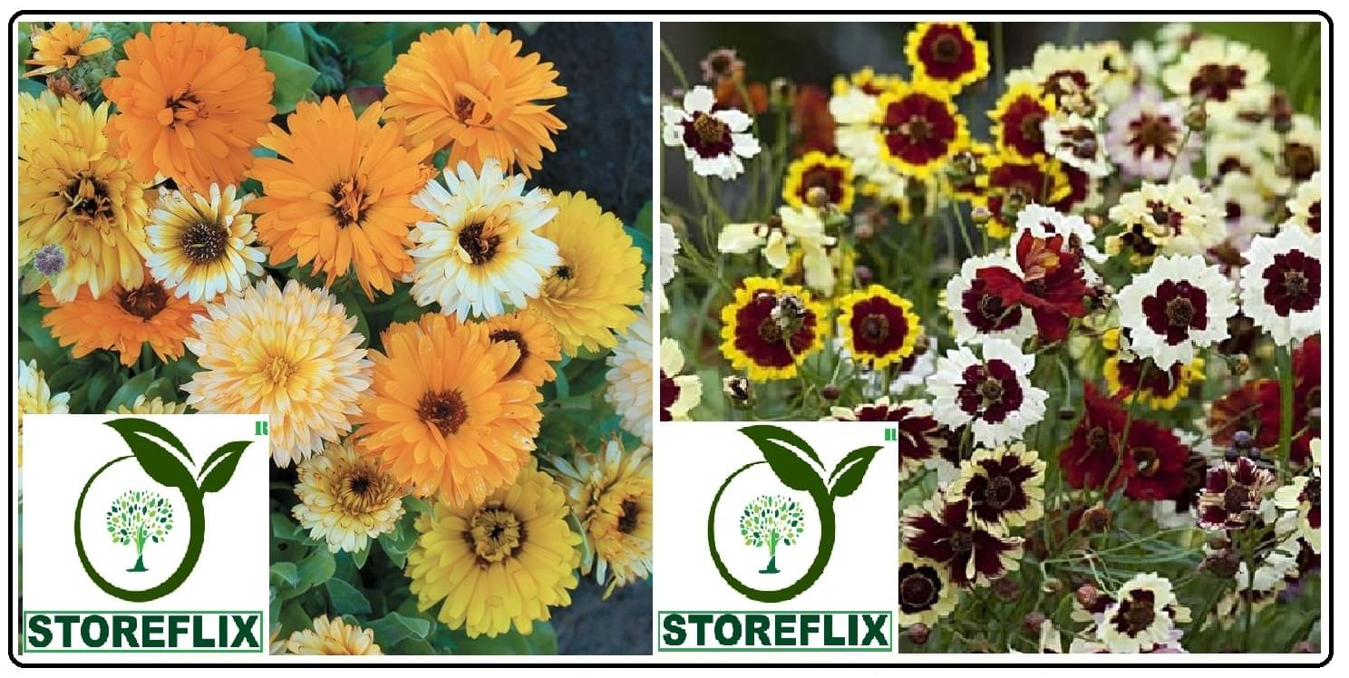     			calendula flower 30 seeds and coreopsis flower 30  seeds pack with free cocopeat and user manual