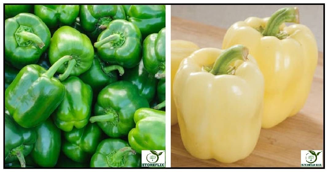     			capsicum green 50 seeds and capsicum white 50  seeds pack with user manual for home kitchen gradening use