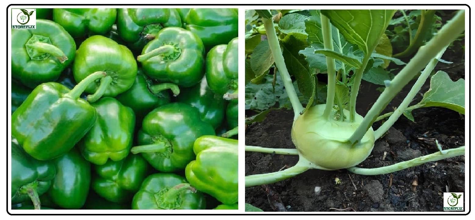 capsicum green 50 seeds and knol khol 50  seeds pack with user manual for home kitchen gradening use     			capsicum green 50 seeds and knol khol 50  seeds pack with user manual for home kitchen gradening use