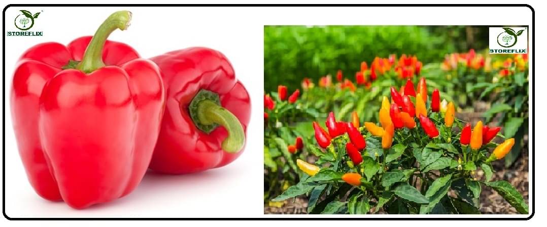 capsicum red 50 seds and pepper chilli 50 seeds pack with user manual for home kitchen gradening use capsicum red 50 seds and pepper chilli 50 seeds pack with user manual for home kitchen gradening use