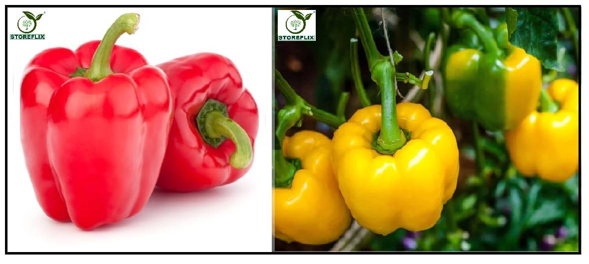 capsicum red 50 seeds and capsicum yellow 50 seeds pack with user manual for home kitchen gradening use capsicum red 50 seeds and capsicum yellow 50 seeds pack with user manual for home kitchen gradening use