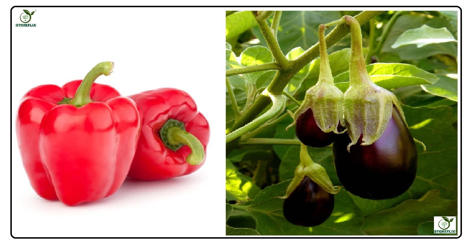 capsicum red 50 seeds and brinjal egg round 100 seeds pack with user manual for home kitchen gradening use capsicum red 50 seeds and brinjal egg round 100 seeds pack with user manual for home kitchen gradening use
