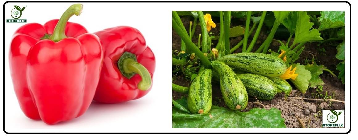 capsicum red 50 seeds and squash 10 seeds pack with user manual for home kitchen gradening use capsicum red 50 seeds and squash 10 seeds pack with user manual for home kitchen gradening use