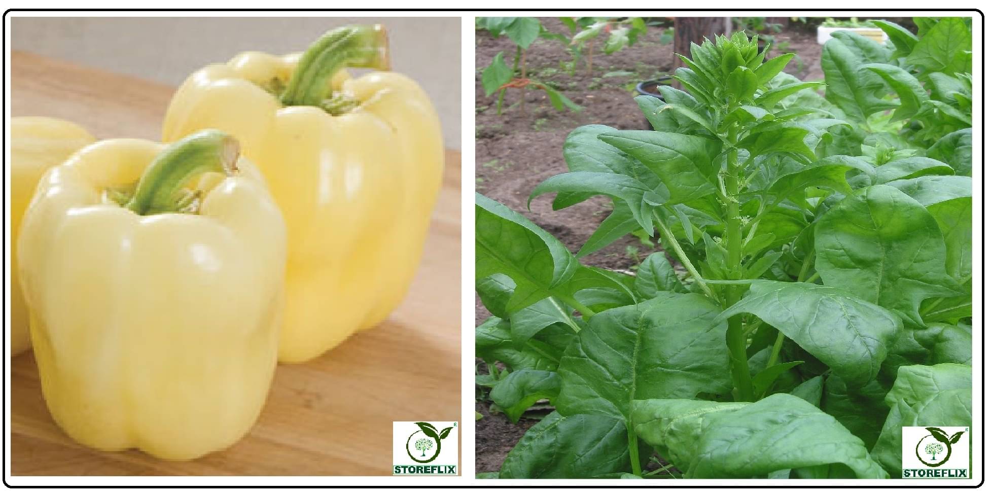 capsicum white 50 seeds and katili palak 100 seeds pack with user manual for home kitchen gradening use capsicum white 50 seeds and katili palak 100 seeds pack with user manual for home kitchen gradening use