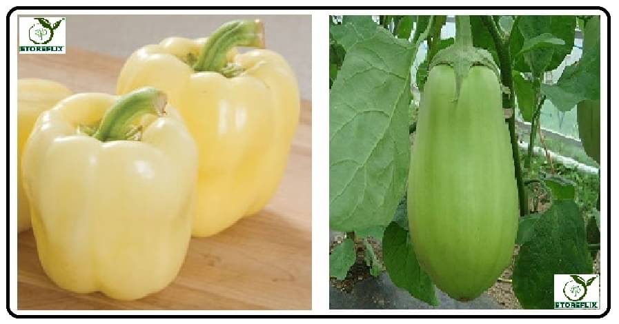 capsicum white 50 seeds and brinjal green round 100 seeds pack with user manual for home kitchen gradening use capsicum white 50 seeds and brinjal green round 100 seeds pack with user manual for home kitchen gradening use