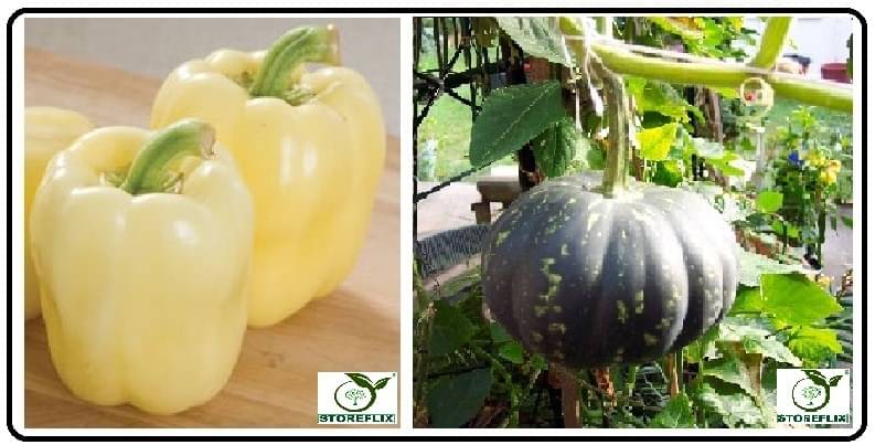     			capsicum white 50 seeds and kaddu 20  seeds pack with user manual for home kitchen gradening use