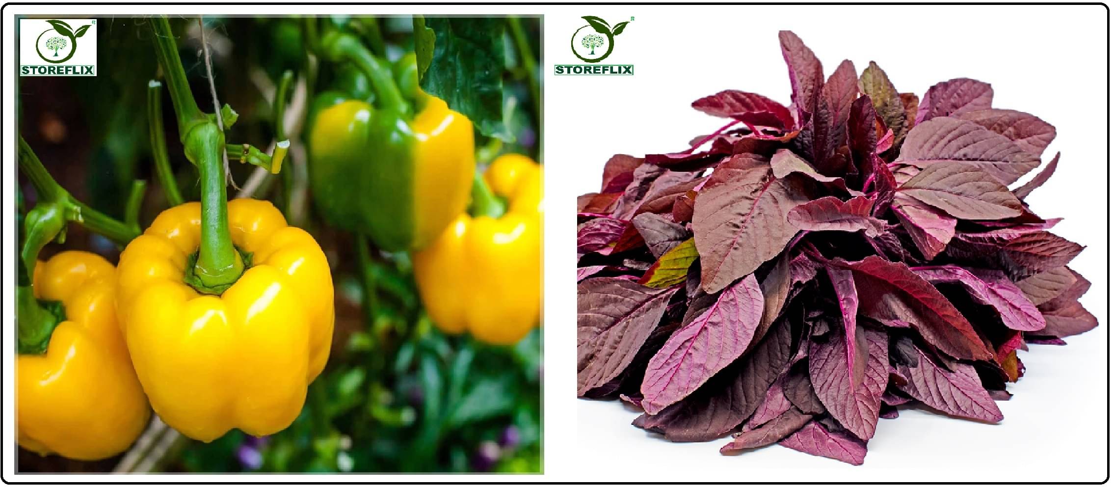     			capsicum yellow 50 seeds and red amaranthus laal chaulai 200  seeds pack with user manual for home kitchen gradening use