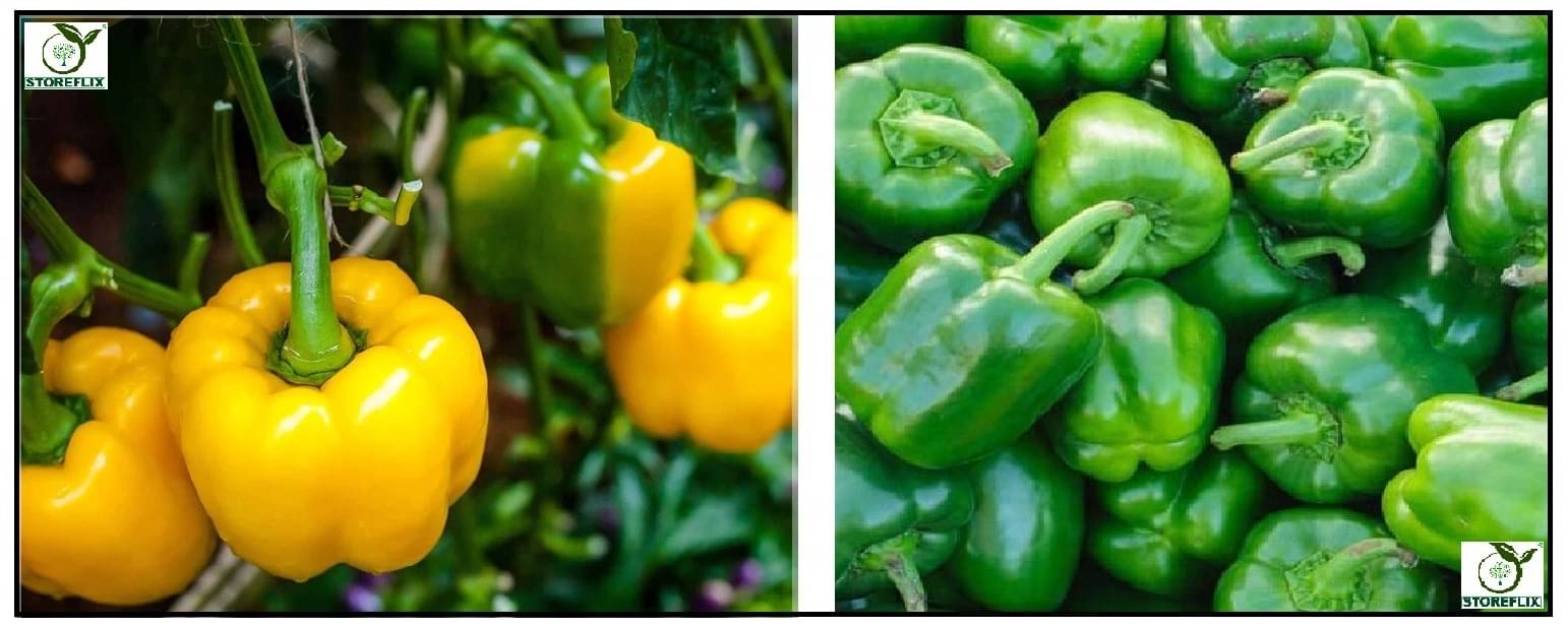     			capsicum yellow 50 seeds and capsicum green 50  seeds pack with user manual for home kitchen gradening use