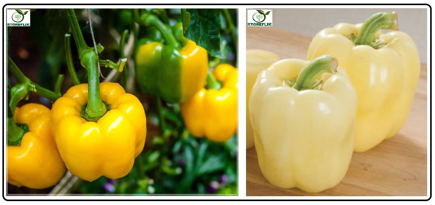 capsicum yellow 50 seeds and capsicum white 50 seeds pack with user manual for home kitchen gradening use capsicum yellow 50 seeds and capsicum white 50 seeds pack with user manual for home kitchen gradening use