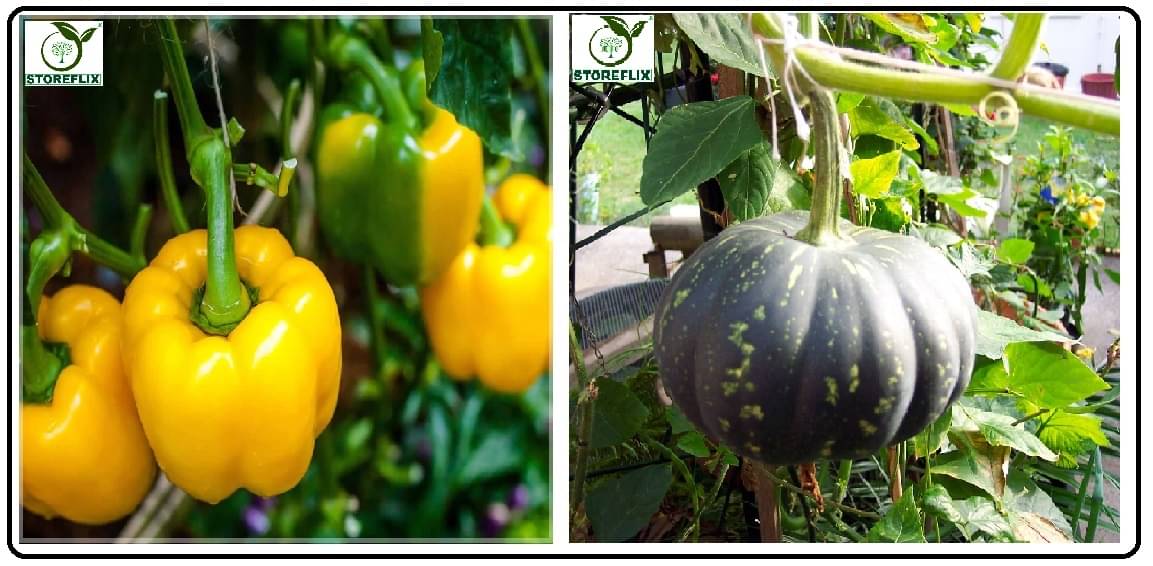 capsicum yellow 50 seeds and kaddu 20 seeds pack with user manual for home kitchen gradening use capsicum yellow 50 seeds and kaddu 20 seeds pack with user manual for home kitchen gradening use