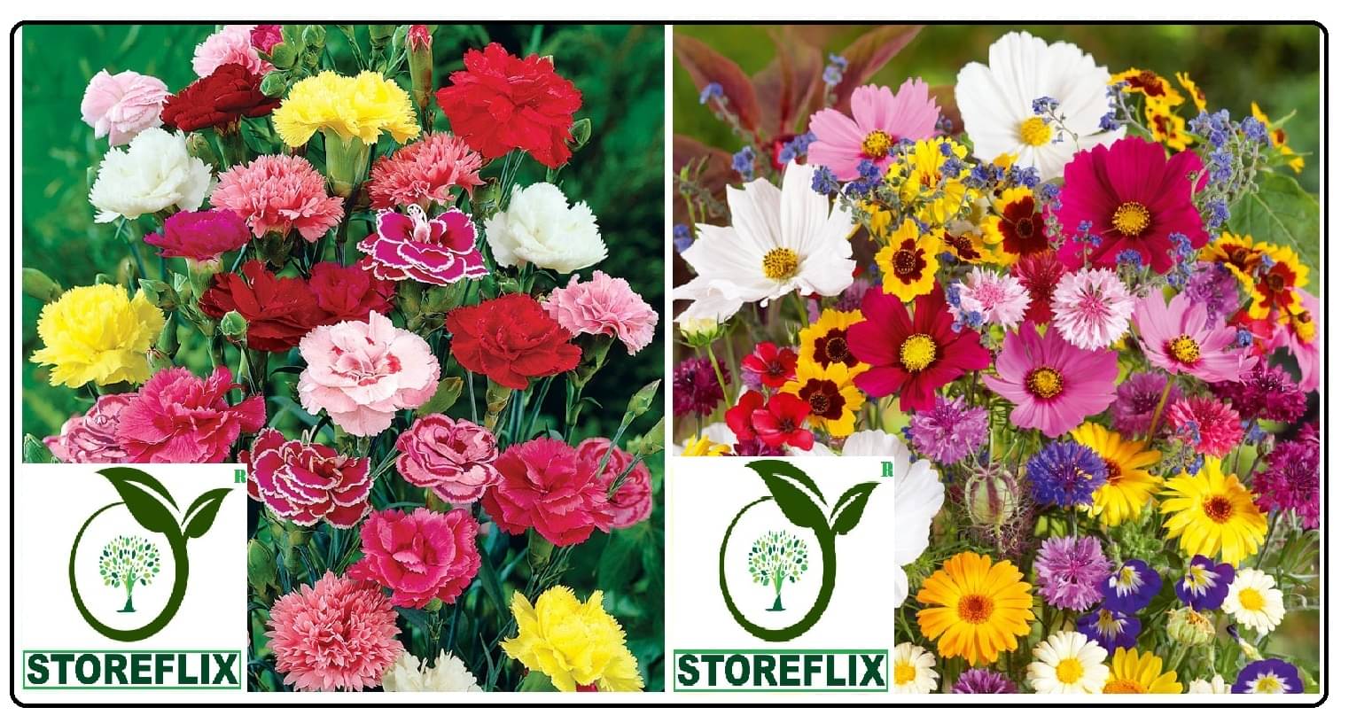carnation flower 30 seeds and portulaca flower 100 seeds pack with free cocopeat and user manual carnation flower 30 seeds and portulaca flower 100 seeds pack with free cocopeat and user manual