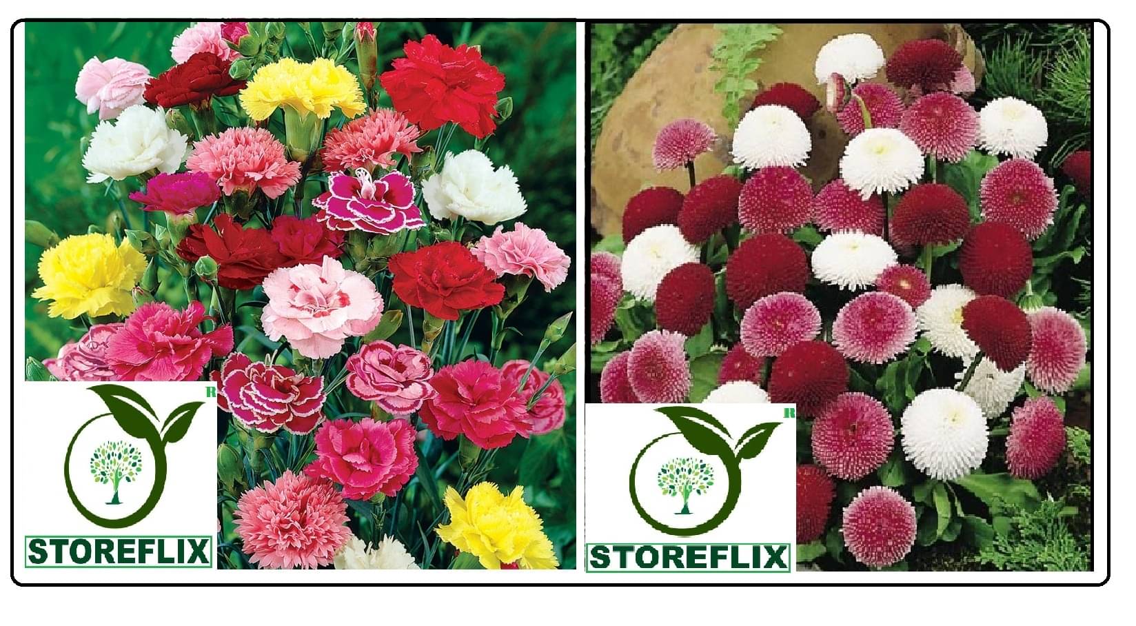 carnation flower 30 seeds and daisy flower 30  seeds pack with free cocopeat and user manual     			carnation flower 30 seeds and daisy flower 30  seeds pack with free cocopeat and user manual