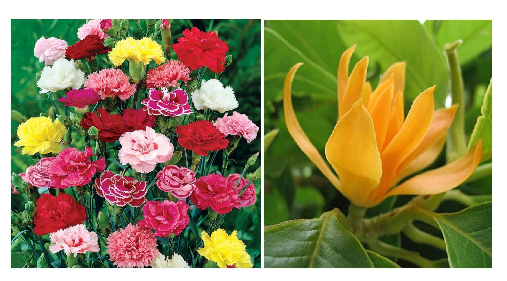     			carnation flower 30 seeds and champa flower 20  seeds pack with free cocopeat and user manual