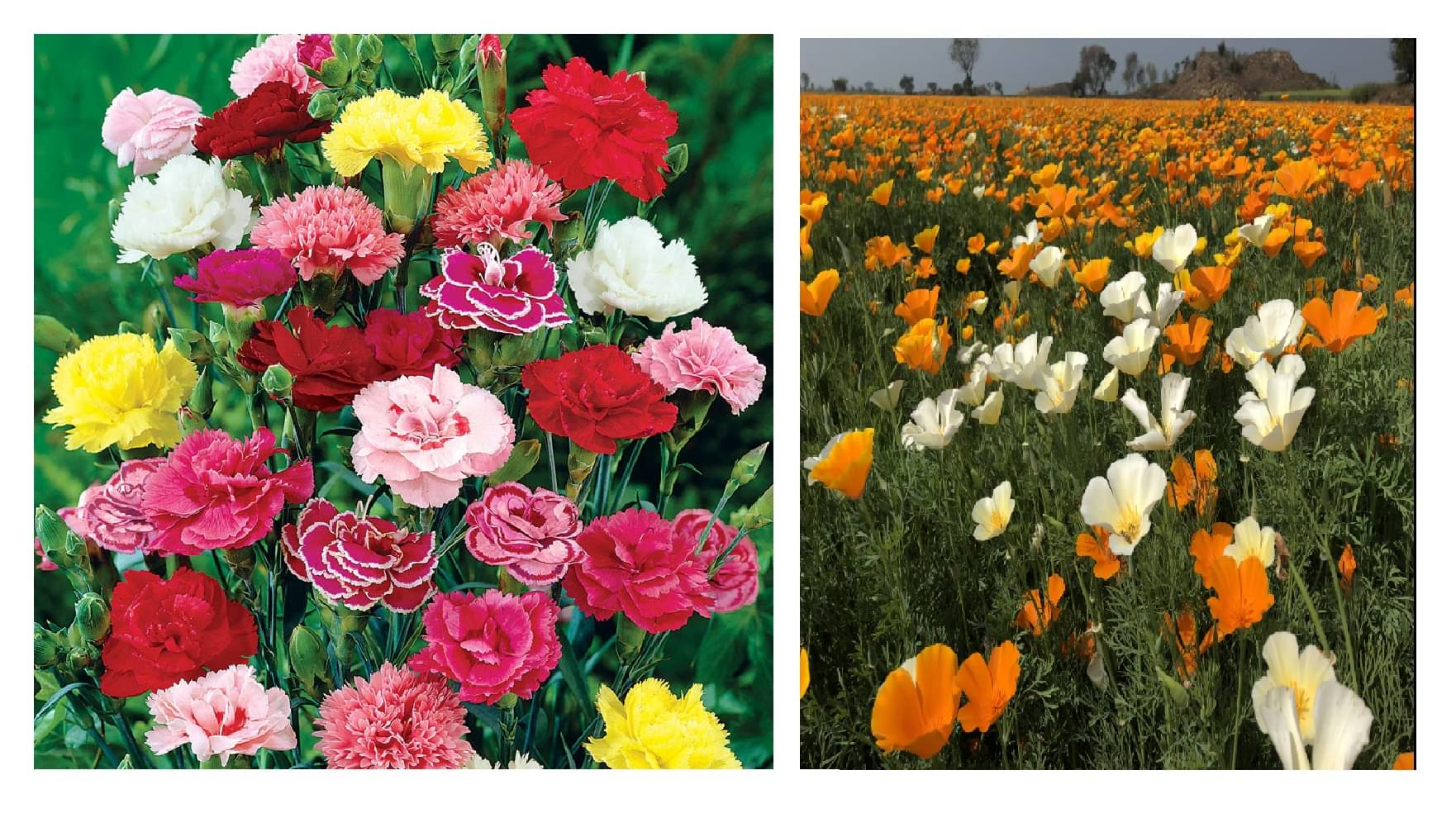 carnation flower 30 seeds and poppy mix flower 50 seeds pack with free cocopeat and user manual carnation flower 30 seeds and poppy mix flower 50 seeds pack with free cocopeat and user manual
