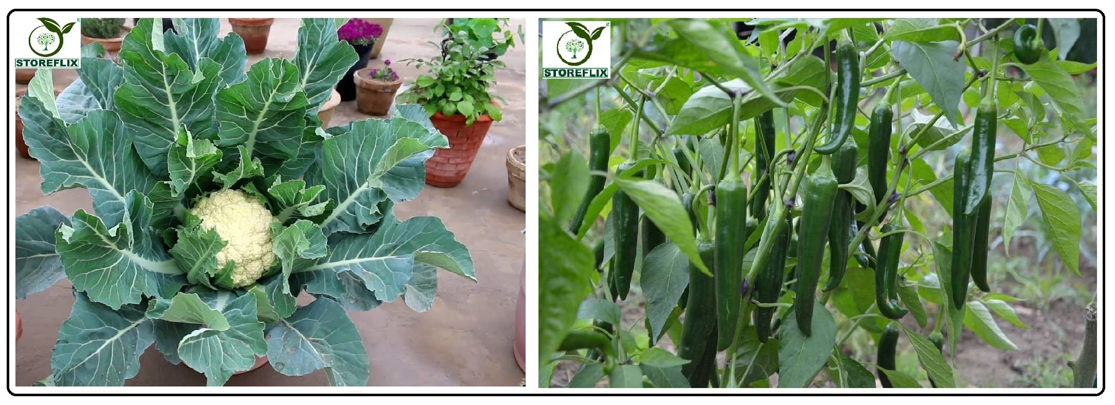 cauliflower 100 seeds and green chilli 50 seeds pack with user manual for home kitchen gradening use cauliflower 100 seeds and green chilli 50 seeds pack with user manual for home kitchen gradening use