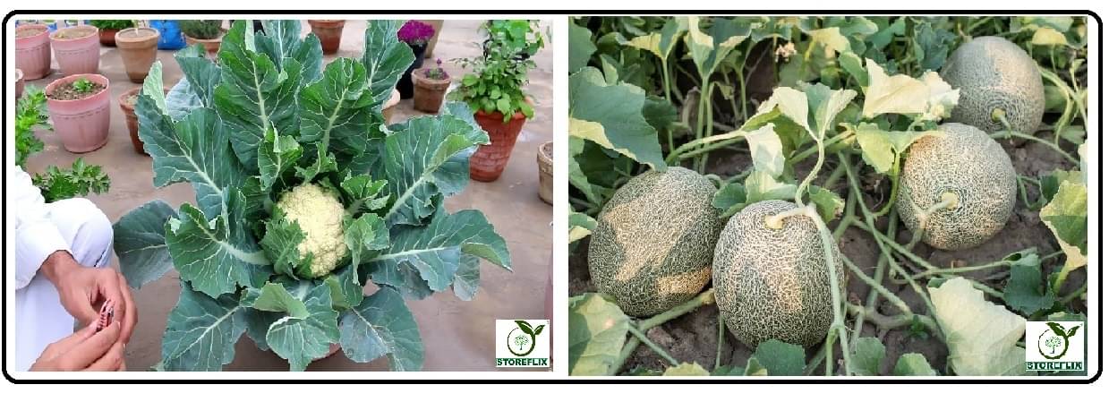 cauliflower 100 seeds and musk melon 25 seeds pack with user manual for home kitchen gradening use cauliflower 100 seeds and musk melon 25 seeds pack with user manual for home kitchen gradening use