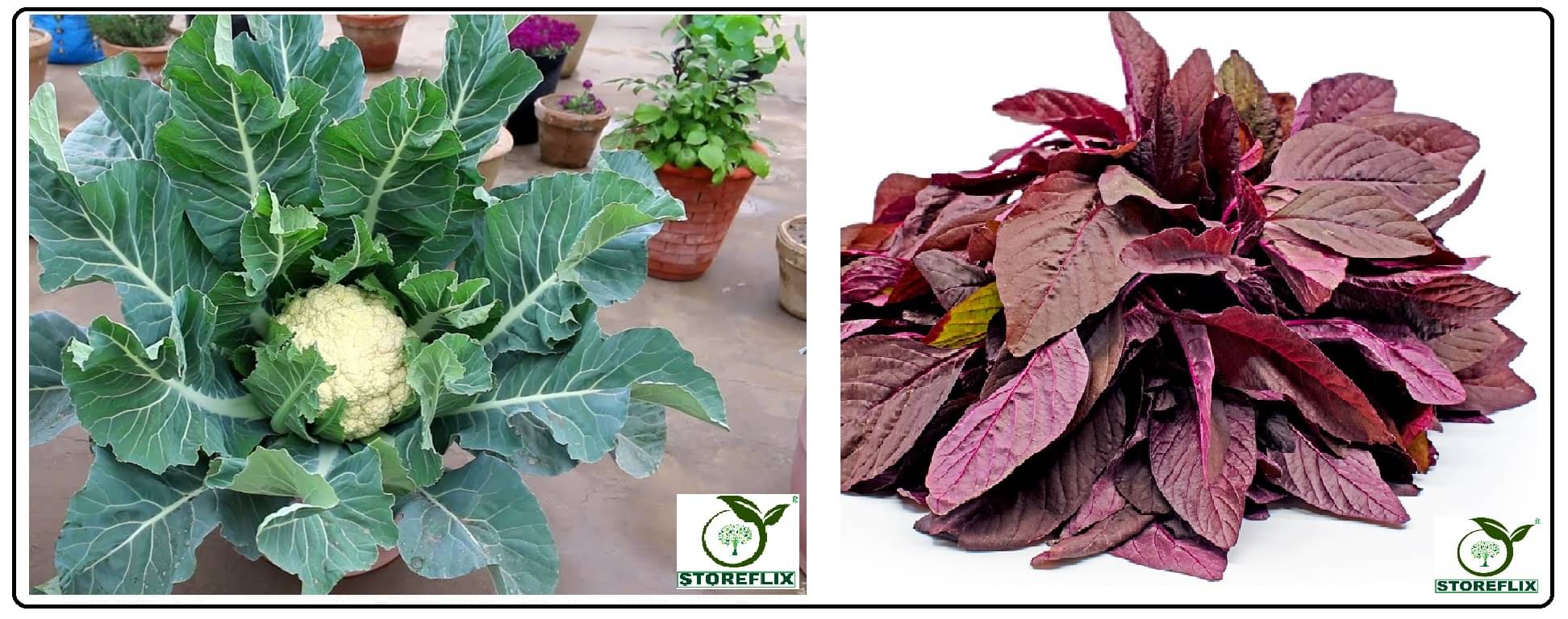 cauliflower 100 seeds and red amaranthus laal chaulai 200 seeds pack with user manual for home kitchen gradening use cauliflower 100 seeds and red amaranthus laal chaulai 200 seeds pack with user manual for home kitchen gradening use