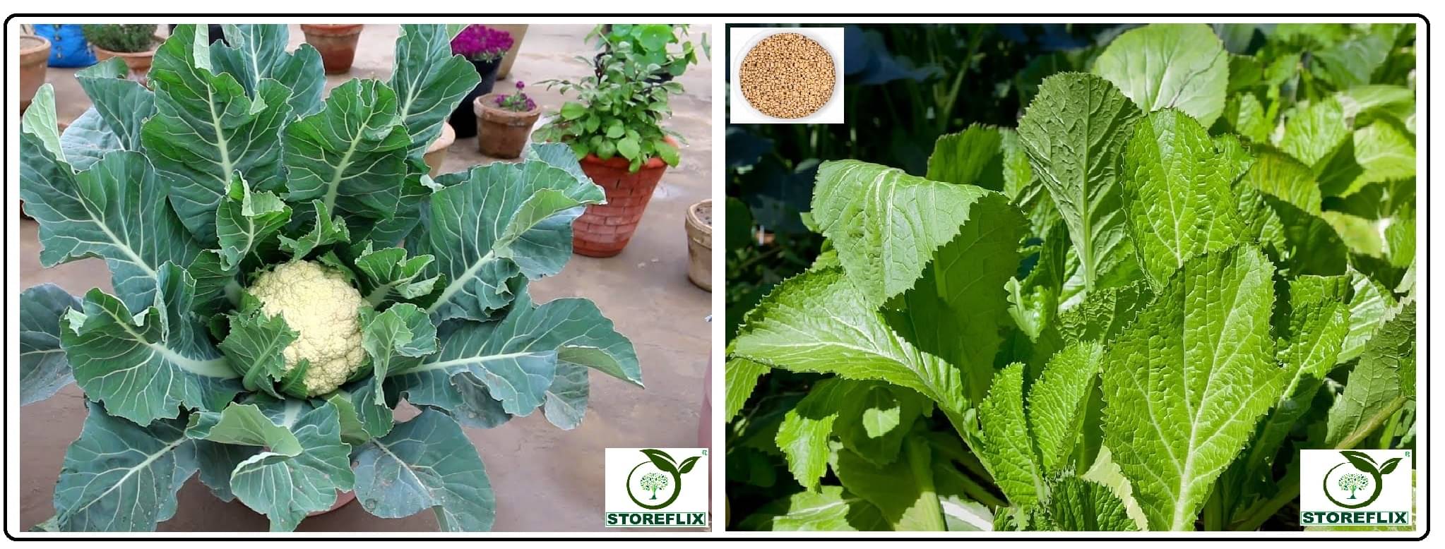 cauliflower 100 seeds and white mustard 200 seeds pack with user manual for home kitchen gradening use cauliflower 100 seeds and white mustard 200 seeds pack with user manual for home kitchen gradening use