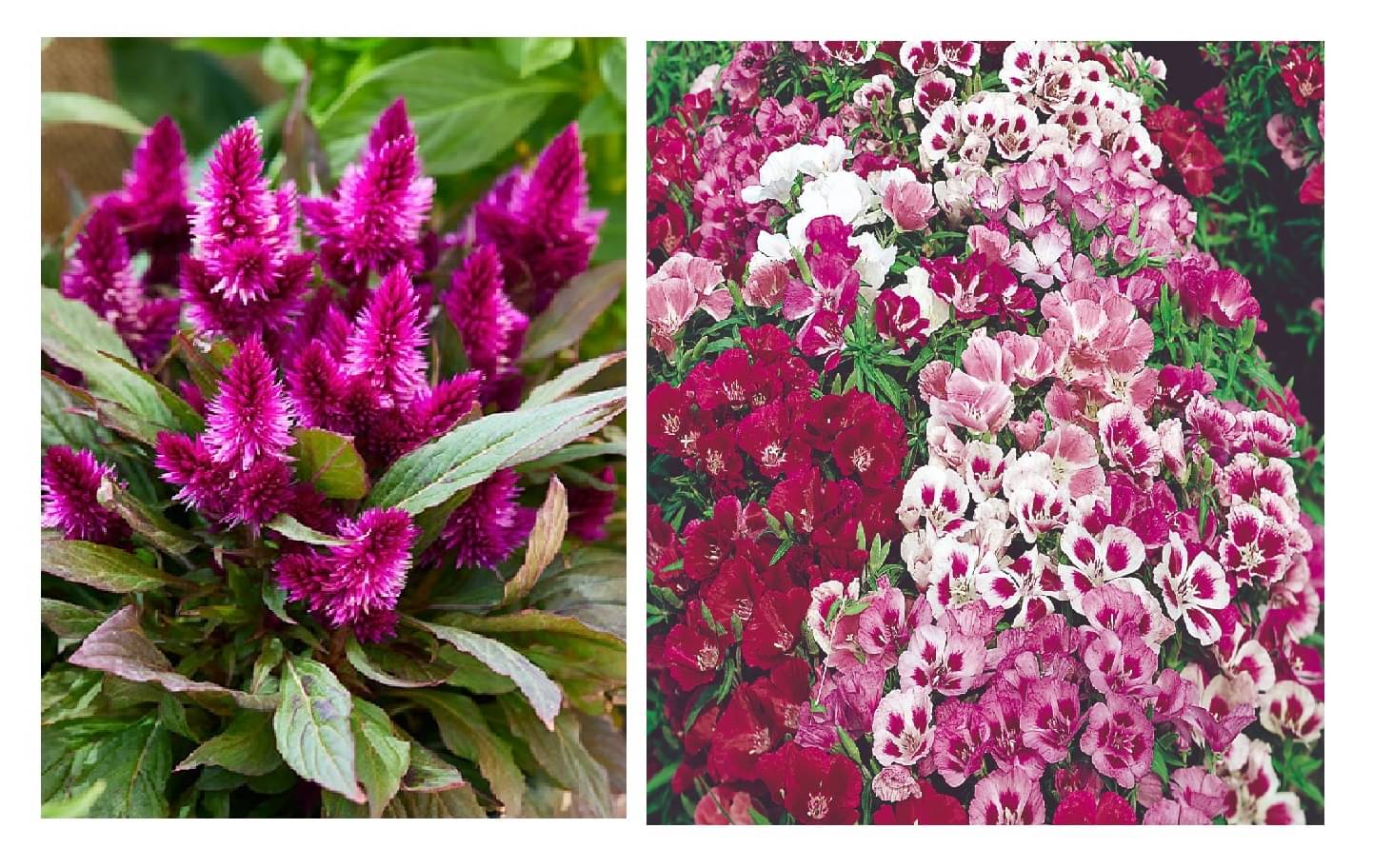     			celosia flower 100 seeds and godetia flower 30 seeds pack with free cocopeat and user manual