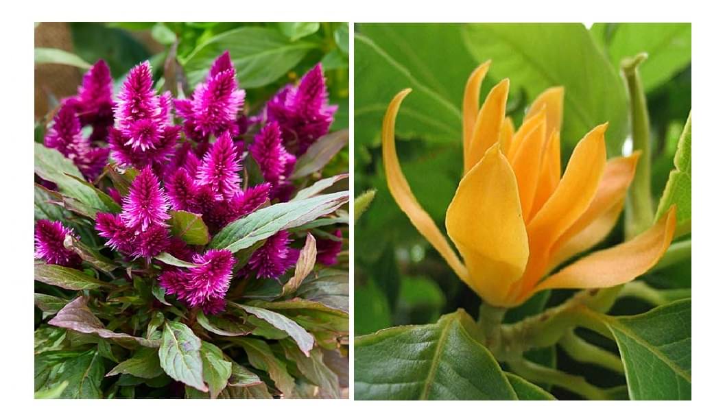 celosia flower 100 seeds and champa flower 20 seeds pack with free cocopeat and user manual celosia flower 100 seeds and champa flower 20 seeds pack with free cocopeat and user manual