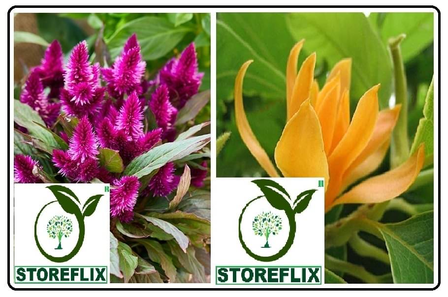 celosia flower 100 sseeds and champa 20 seeds pack with free cocopeat and user manual celosia flower 100 sseeds and champa 20 seeds pack with free cocopeat and user manual