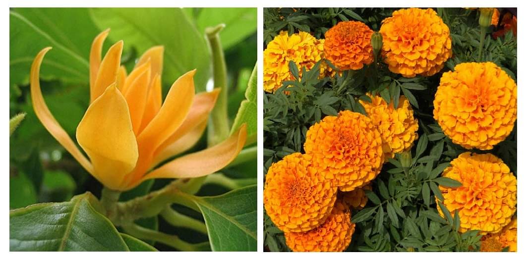 champa flower 20 seeds and yellow marigold flower 50 seeds pack with free cocopeat and user manual champa flower 20 seeds and yellow marigold flower 50 seeds pack with free cocopeat and user manual