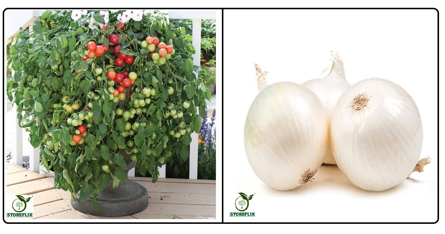     			cherry tomato 100 seeds and white onnion 200  seeds pack with user manual for home kitchen gradening use
