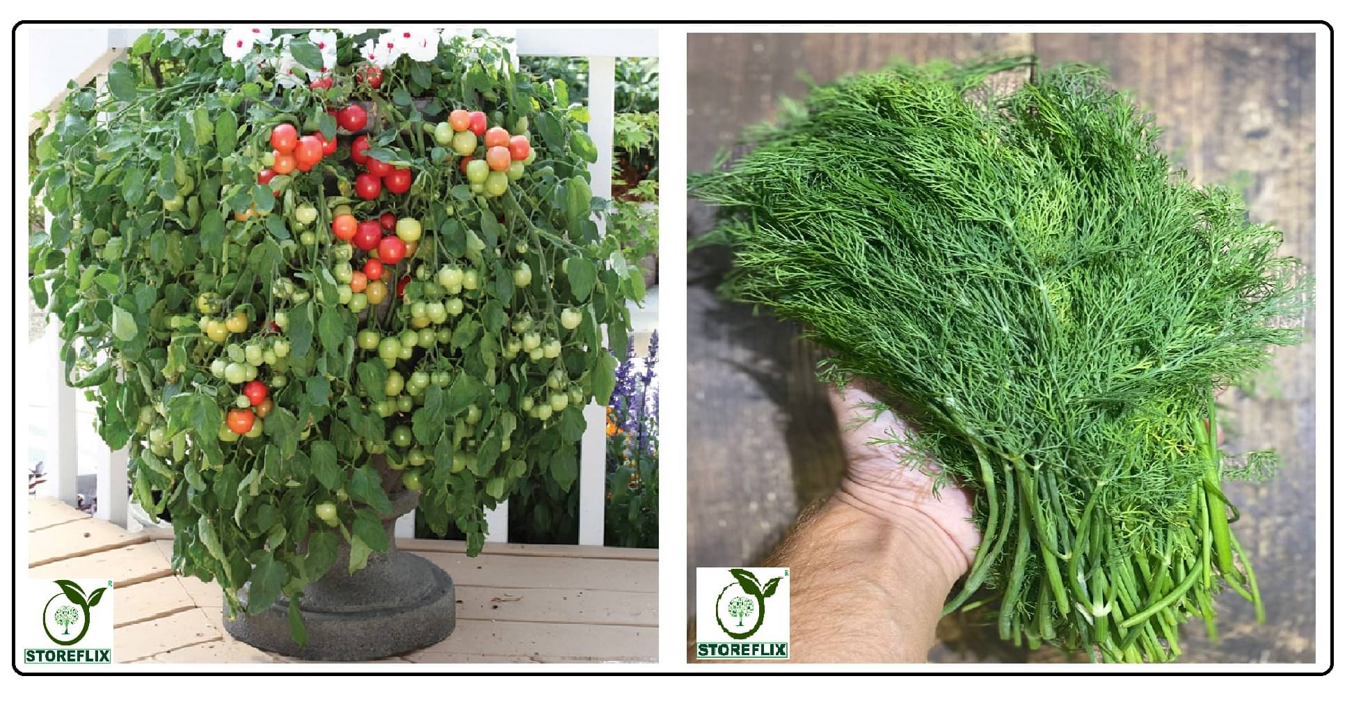 cherry tomato 100 seeds and soya 100 seeds pack with user manual for home kitchen gradening use cherry tomato 100 seeds and soya 100 seeds pack with user manual for home kitchen gradening use
