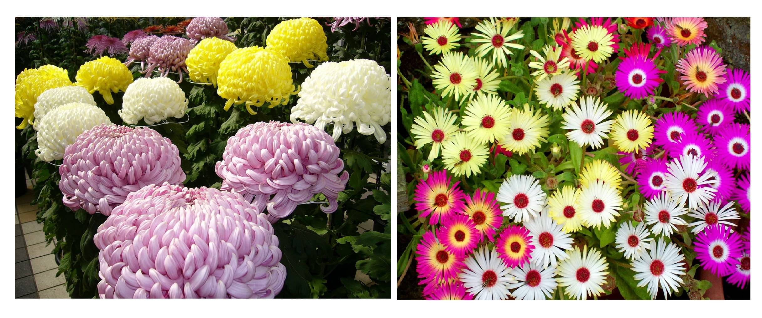 chrysanthemum flower 50 seeds and ice flower 50 seeds pack with free cocopeat and user manual chrysanthemum flower 50 seeds and ice flower 50 seeds pack with free cocopeat and user manual
